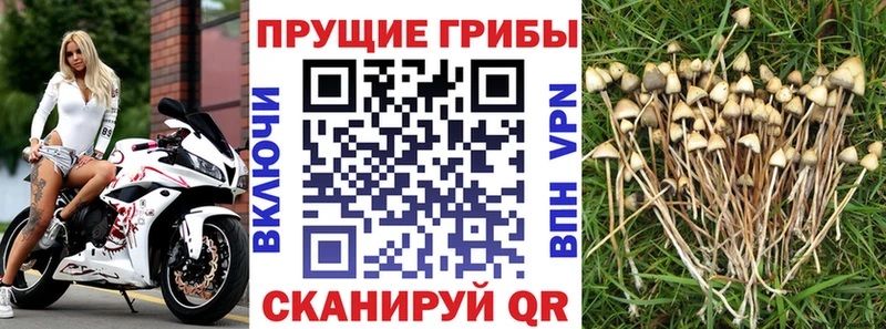Галлюциногенные грибы Psilocybe Сельцо